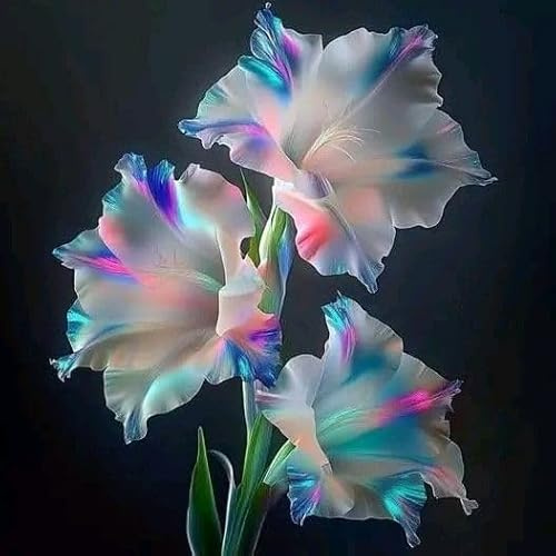 Raro Gladiolo bulbi,Gladiolo pianta vera,Piante erbacee perenni,Decorazione del giardino, bulbi belli e sani(non fiori artificiali)-3 bulbi-D