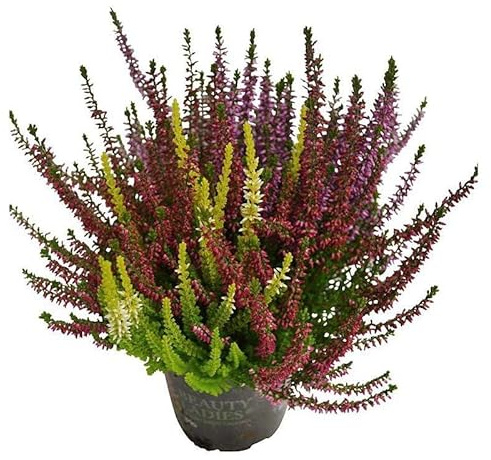 Brezoo Calluna Natural La Planta Arbustiva Clásica de la Navidad
