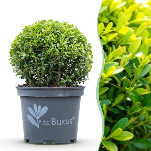 Boj en Bola Resistente, Verde, Maceta 23cm y Bola 25cm, 1 Planta