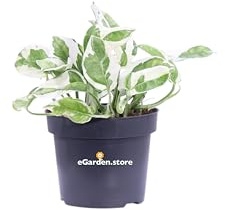 Pianta di Pothos Pianta di Scindapsus pianta da interno pianta ornamentale di Pohos pianta decorativa di Scindapsus pianta di Pothos vera venduta da eGarden.store (NJoy)