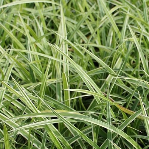 6x Teppich Japan Segge 'Ice Dance' - Carex morrowii ‘Ice Dance’ - Topf 9x9cm