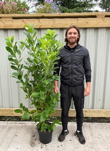 10 x 5ft Cherry Laurel Hedging Plants | Established Large Healthy Cherry Laurels | 130-150cm