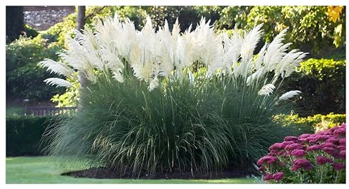 Stauden Gänge 10 x Cortaderia selloana 'Sunningdale Silver' winterhart | Pampasgras – imposantes, winterhartes Ziergras mit großen Federwedeln als Sichtschutz, mehrjährig, 1 L Topf (11x11 cm)