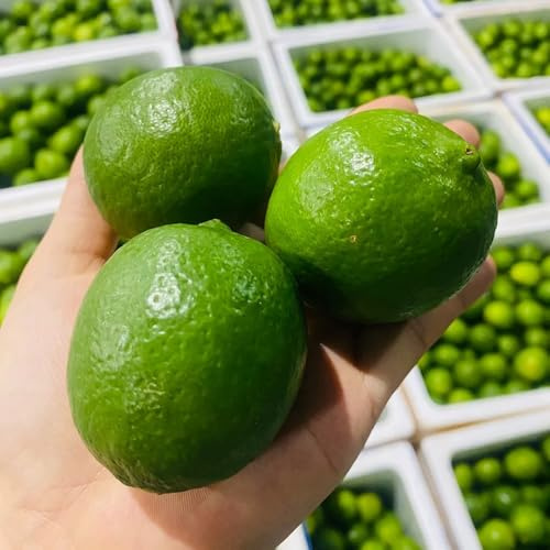 semillas de limonero, regalos de jardín Semillas De Limón Orgánicas, Limonero, semillas de resistentes para el jardín 20pcs