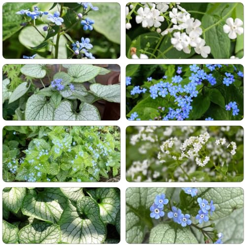 kaukasus vergissmeinnicht bodendecker winterhart mehrjährig kräuterpflanzen sommerblumen wildblumen balkonblumen gewächshaus balkon blumensamen topfpflanze wildblumensamen mehrjährig 100samen