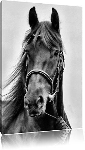 Pixxprint Monocrome, braunes Pferd, Größe: 100x70cm, Leinwandbild, fertig gespannt, Wandbild, Dekoration, Kunstdruck, kein Poster