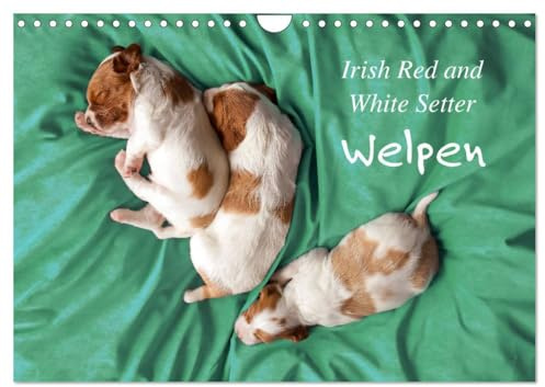 Irish Red and White Setter Welpen (Wandkalender 2026 DIN A4 quer), CALVENDO Monatskalender: Die ersten Wochen im Leben von drei Irish Red and White Setter Geschwistern. (CALVENDO Tiere)