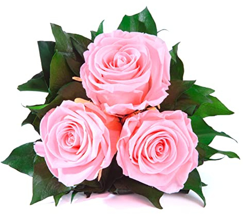 ROSEMARIE SCHULZ Heidelberg Infinity Blumenstrauß echte konservierte Rosen Lange haltbar bis zu 3 Jahre (3 Rosen, Rosa)
