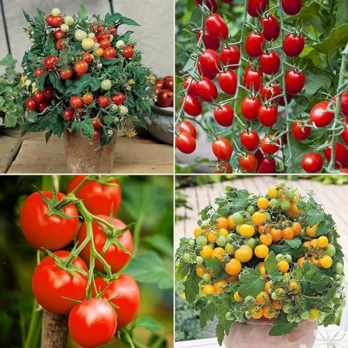 Tomato Seed Multi Pack Kit - 4X Speciality Heirloom Varieties for Home Growing Tomato Seeds