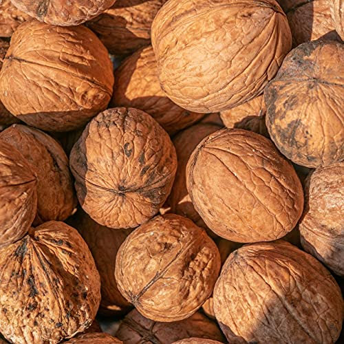 Walnuss Fernor veredelter Walnussbaum Juglans regia ca. 125-175 cm 10 Liter Topfballen 10 Liter Topfballen