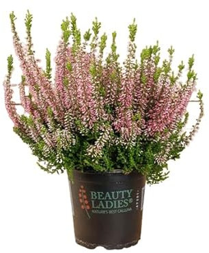 Brezo Rosa Arbusto de Exterior o Interior - Planta Ornamental Natural