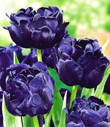 BALDUR Garten 8x Tulpe 'Blue Diamond', Zwiebeln mit Umfang 12 cm | schöne, gefüllte Blüten, im Beet oder Kübeln & Schalen, dekorative Schnittblume, winterhart, mehrjährig & pflegeleicht