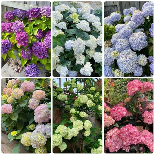 Semillas de hortensias, semillas de jardin semillas de como para invitados 200pcs