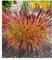 BALDUR Garten Chinaschilf Red Chief 1 Pflanze, Miscanthus sinensis winterharte Staude, Chinagras, trockenresistent, mehrjährig, Wasserbedarf gering, für Standort in der Sonne geeignet, blühend