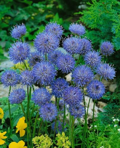 Jasione laevis 'Blaulicht' 9x9 cm Topf – Winterhart, Mehrjährig, Pflegeleicht – Sandrapunzel – Staude für Steingarten & Beet