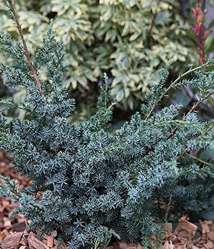 Juniperus chinensis 'Blue Alps' 20–30 cm – Winterhart, Immergrün, Pflegeleicht – Strauchwacholder – Heckenpflanze für Garten & Sichtschutz