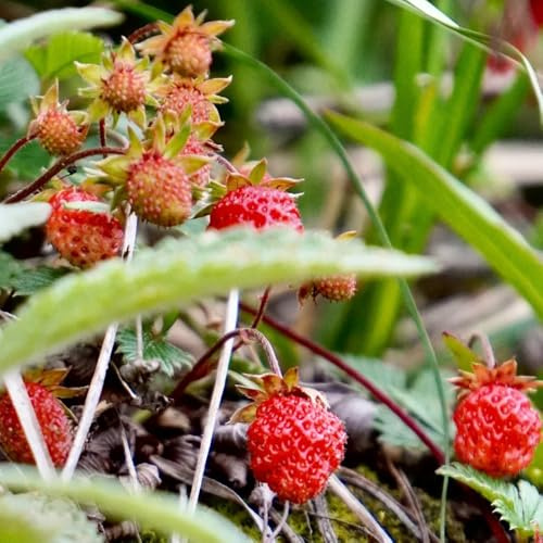 semillas de fresa silvestre - Jardín con parterre elevado en el balcón fresa silvestre de exterior al aire libre interior exóticas 500pcs