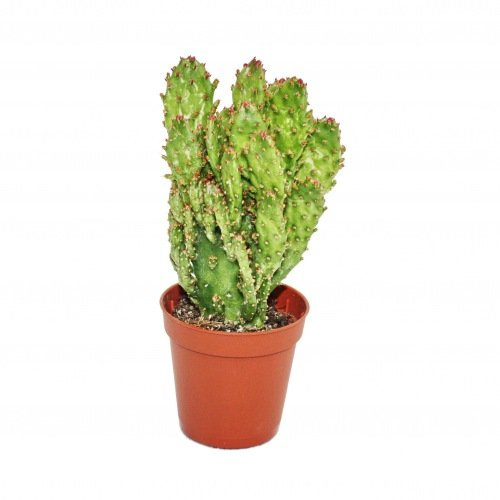 Opuntia monacantha variegata - Planta de tamaño mediano en la parte superior de 8,5 cm