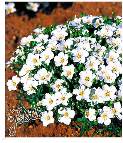 BALDUR Garten Bodendecker winterharte Bergsandblume, 3 Pflanzen Arenaria montana Sandkraut Steingarten, Polsterstaude, Bodendecker, winterharte Stauden mehrjährig, blühend