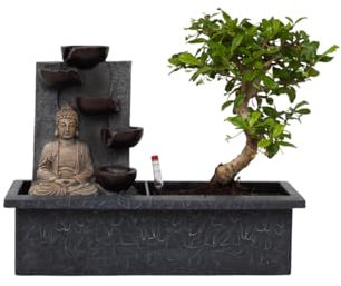 Plant in a Box - Bonsai con sistema d'acqua facile da curare e cascata che scorre sopra la figura di Buddha - Pianta d'appartamento - Altezza 25-35cm