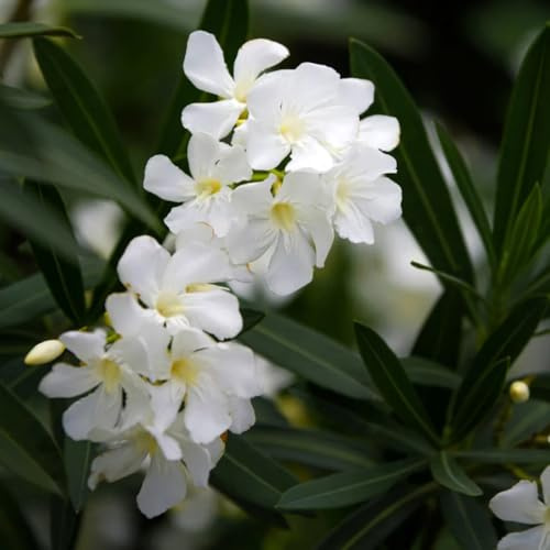 Semi di oleandro, regali sostenibili Nerium oleandro semi di rare le da giardino roccioso sono resistenti Le sono resistenti 12pcs
