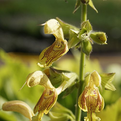 Blumixx Stauden Salvia glutinosa – Klebriger Salbei gelb blühend, winterhart & mehrjährig, für halbschattige Standorte, Bienenmagnet