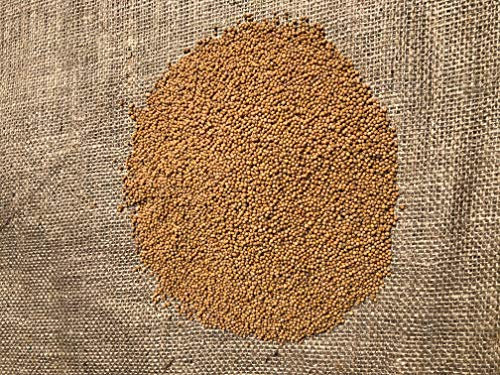 LanDixx Gelbsenf 500g Gelber Senf Weißer Senf Senfsaat Gründüngung Bienenmagnet