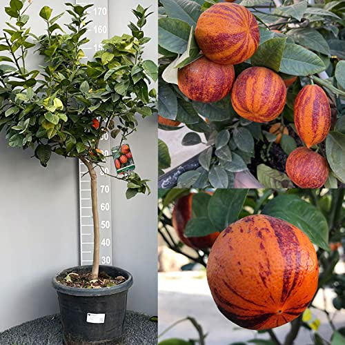 SAVINI VIVAI Citronnier Agrume Citron Arcobal en pot de 35 cm Hauteur 150-180 cm 6-7 ans Greffage Fabriqué en Italie