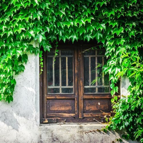 250 pezzi semi di scalapante - da giardino Parthenocissus tricuspidata, balcone semi esotici resistenti per giardino