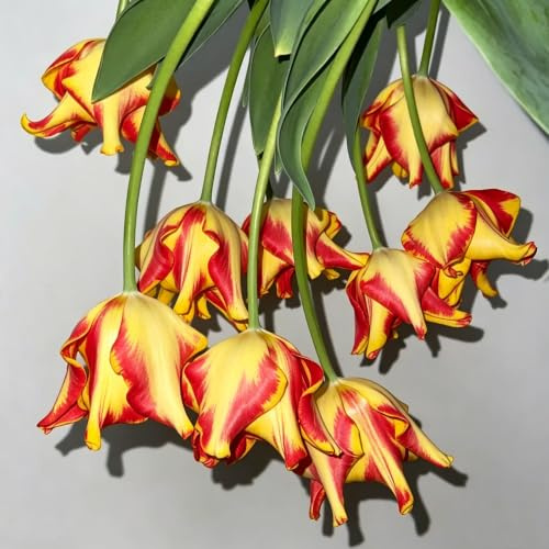 tulipán plantación de jardín lugares soleados otoño resistentes 10bulbos