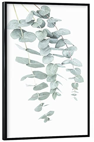 artboxONE Poster mit schwarzem Rahmen 30x20 cm Prints & Kunstdrucke Natur Eucalyptus I - Bild eukalyptus