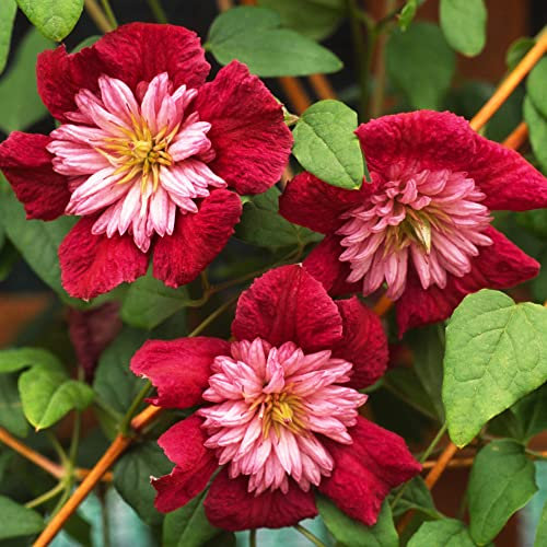 You Garden - 2 x Premium Double Clematis 'Avant Garde' in a 7cm Pot