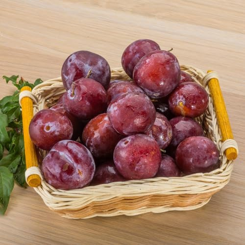 Pflaumenbaum, alte sorten zwergobstbäume winterhart stauden winterhart mehrjährig säulenobst obstbäume kaufen steingartenpflanzen obstbaum geschenke für gärtner obstpflanzen 35Samen