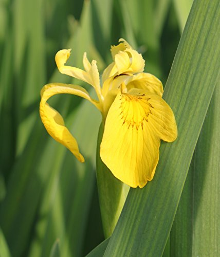 WASSERPFLANZEN WOLFF - fertig im Pflanzkorb - Iris pseudacorus - winterhart - Staude des Jahres 2016 - Wasserschwertlilie - Sumpfschwertlilie, gelb - heimisch - durchwurzelte QUALITÄTSSTAUDE