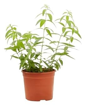 Hierbaluisa Planta Viva de Alta Calidad Frescura y Aroma Inigualables