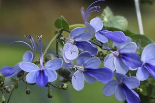 1pc Blue Butterfly Clerodendrum Live Plant Blue Butterfly Bush Clerodendrum Flowers Plant 5-7 Inc Tall