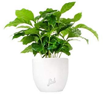 Pianta di Caffè Altezza 25 cm, Pianta Vera, Pianta da Interno, Vaso Artigianale in Terracotta - Bianco Perlato