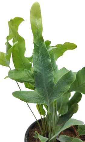 Helecho Phlebodium Blue Star Planta Natural de Interior