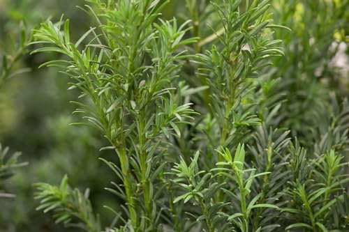 Eibe Taxus baccata Schwarzgrün Kugel 20-25 cm winterhart immergrün