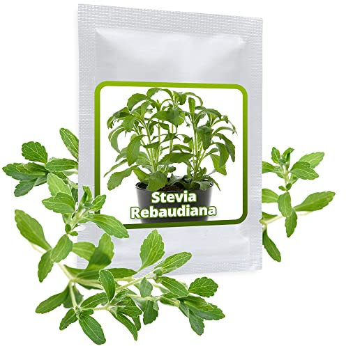 Stevia Seeds ca.100 pcs I Sweet Leaf I herb That has 300 Times The Sweetness of Sugar