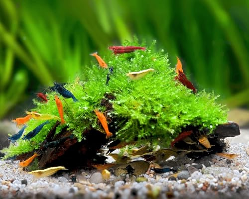 NatureHolic Aquarium Pflanzen Deko Wurzel Höhle - Wurzel mit Aquarium Moos