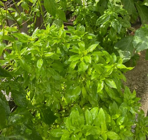 semillas de albahaca - balcón raras perennes resistentes jardín 100pcs