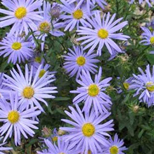 6 x Schönaster 'Blue Star' - Kalimeris Incisa 'Blue Star' Topf 9x9cm: Attraktiver Schönaster mit blauen Blüten für sonnige Beete.