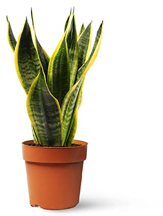 Sansevieria Trifasciata o Laurentii - Lengua de Suegra | Planta suculenta natural ideal para interior | April Plants (Alt. 30-40 cm | 12ø)