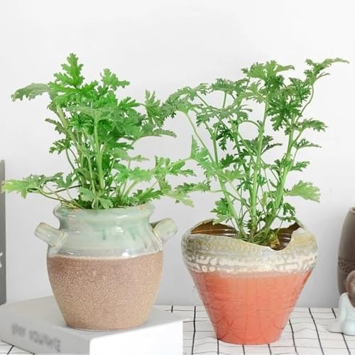 Semi di geranio limone,balcone serra,giardino interno resistenti per il giardino,colorate decorazione per ufficio 60pcs
