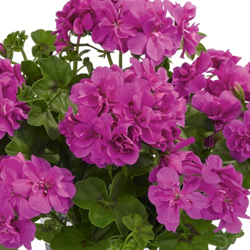 Bedwen Pelargonium 'Sunflair Amy Amethyst' Plug Plant x4 – Trailing Ivy Leaf Geranium with Violet-Purple Flowers for Sun-Loving Baskets