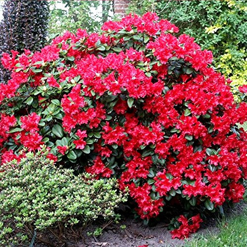 GardenersDream Rhododendron 'Scarlet Wonder' Flowering Shrub - Outdoor Garden Ready Hardy Shrub - Evergreen Outdoor Plant for Garden Beds and Borders (9cm Pot, 15-25cm)