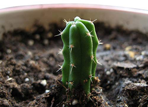 Trichocereus Peruvianus 50 Samen - San Pedro Kakteen Kaktus (Mit Anzuchtanleitung)