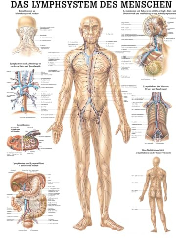 Sport-Tec Lymphsystem Mini-Poster Anatomie 34x24 cm medizinische Lehrmittel