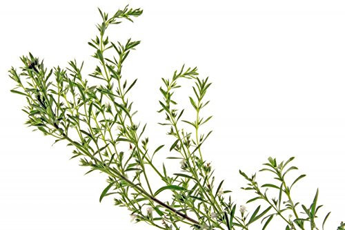 Sarriette, Hiver Montagnes - 50 Graines